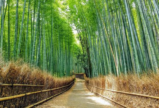 Arashiyama — bambuzal e rio Oi