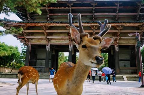 Parque de Nara — cervos sagrados