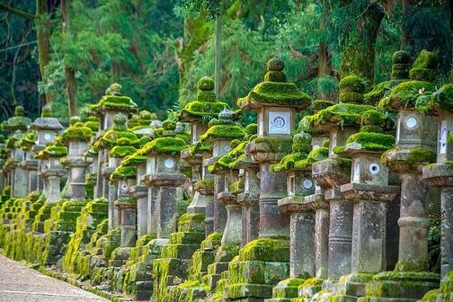 Kasuga Taisha — lanternas e floresta
